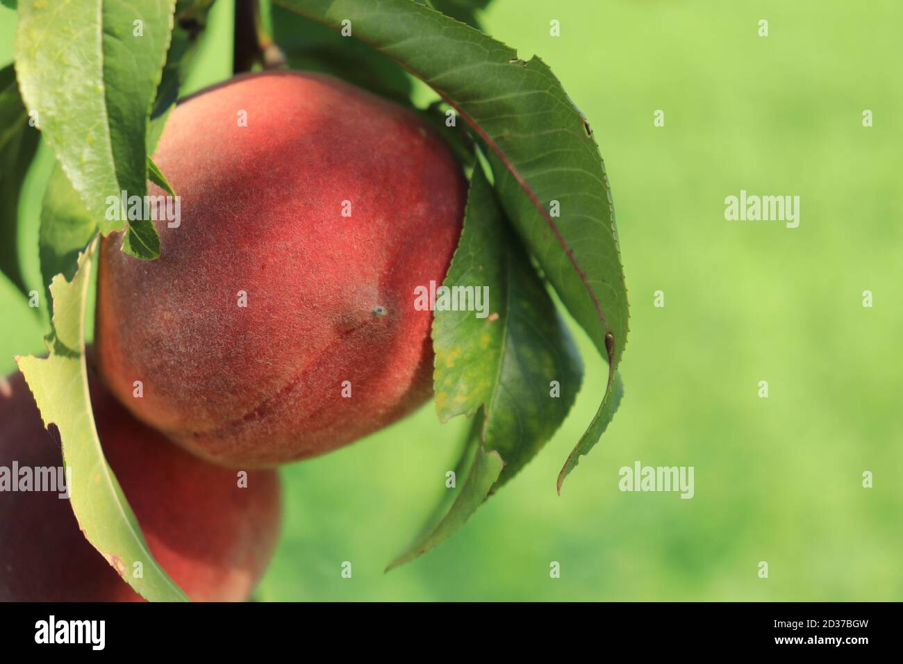 Peach (Prunus persica 'Dixired', Prunus persica Dixired), peach on a tree, cultivar Dixired Stock Photo