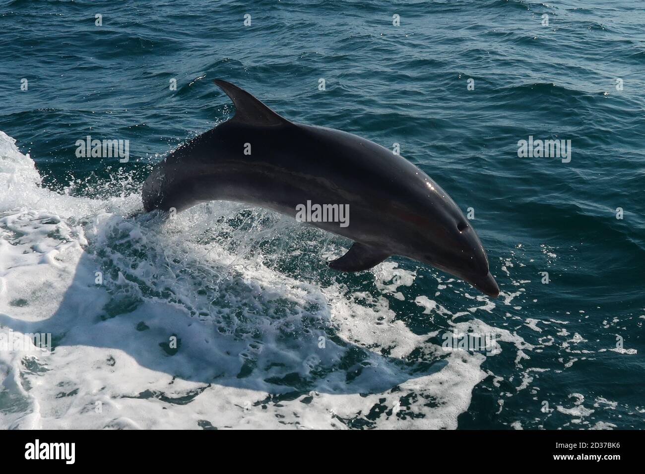 Dolphins Swimming off Weymouth and Portland. Stock Photo
