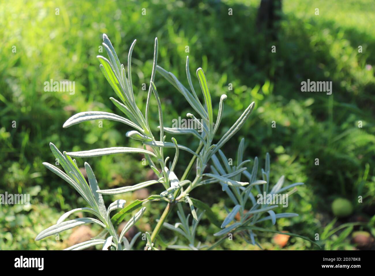 Green healthy lavender leaf illuminated by the sun and a blurred glittering garden background lat. Lavandula angustifolia Stock Photo