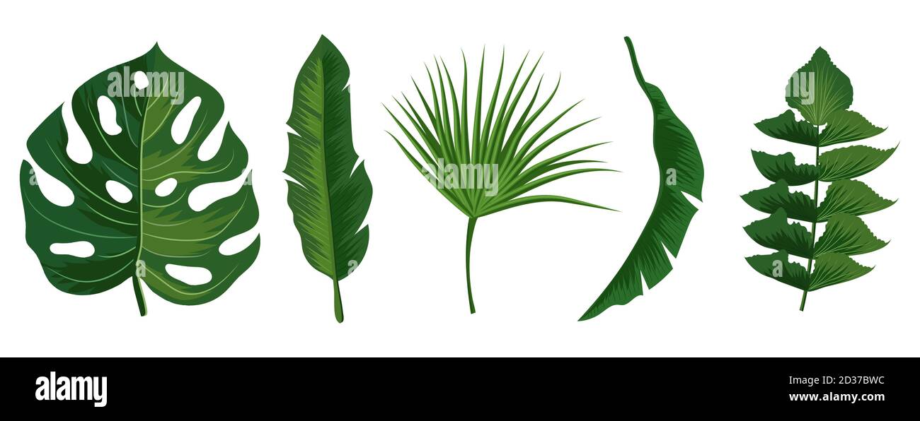 Tropical exotic leaves vector isolated on white background Stock Vector ...
