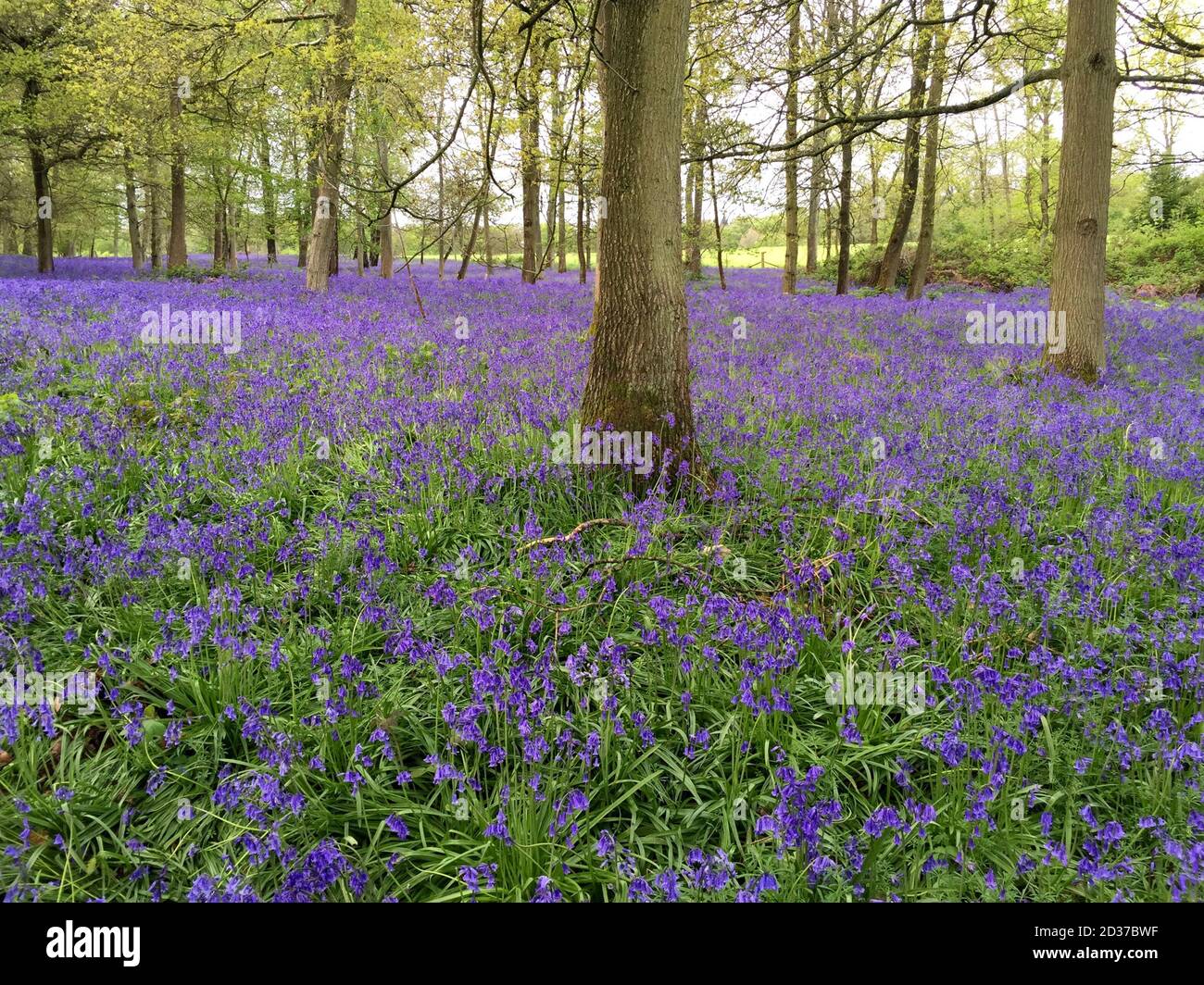Bluebells in the wood Stock Photo