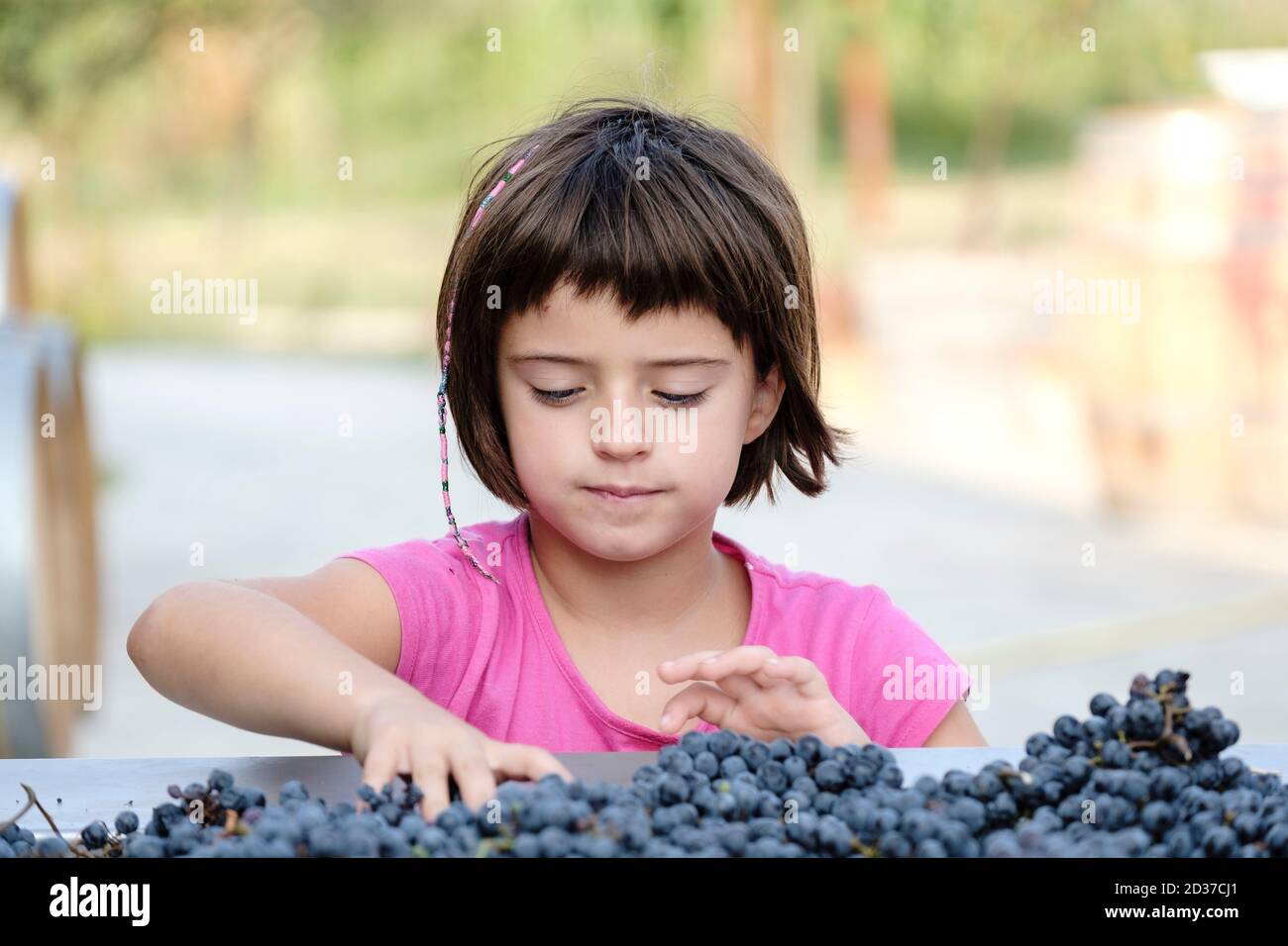 Celler Mesquida-Mora, Porreres, Mallorca, balearic islands, Spain Stock Photo