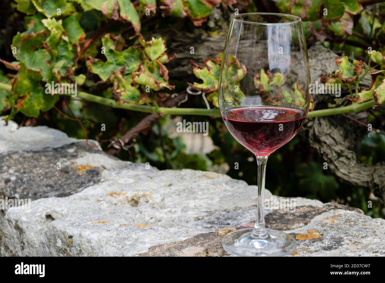 copa de vino, molino de Son Porques, Celler Mesquida-Mora, Porreres, Mallorca, balearic islands, Spain Stock Photo