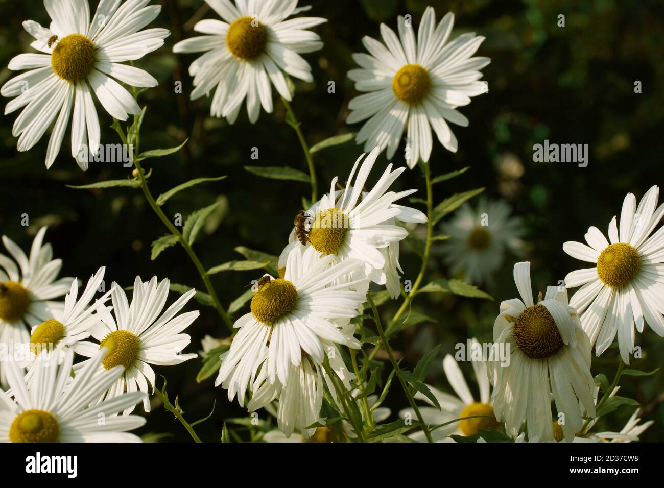 Leucanthemella serotina, autumn ox-eye or giant daisy blooms in the autumn garden. white flowers Stock Photo