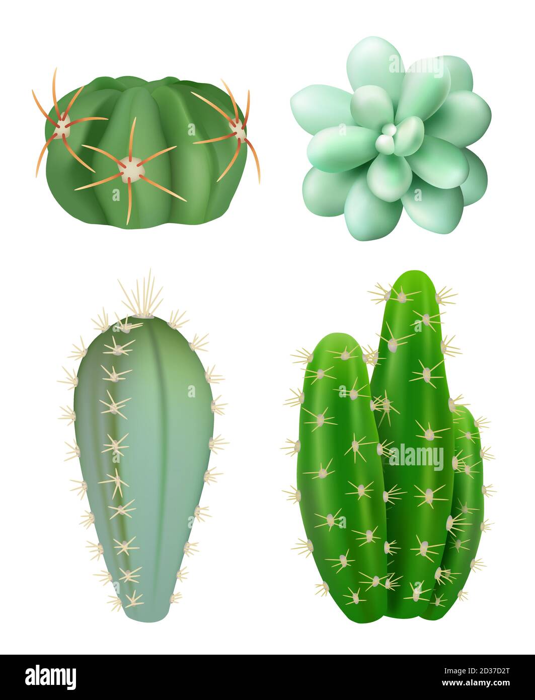 Cactuses plants. Decorative realistic succulent green indoor botanical growing plants different forms vector pictures Stock Vector