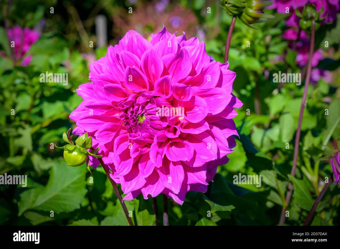 pink colored blossom of a dahlia at sunshine Stock Photo