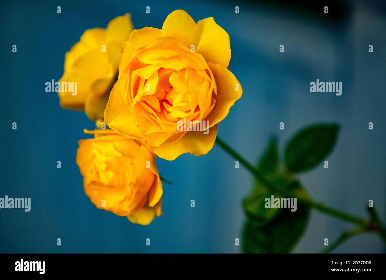 Blue roses backdrop hi-res stock photography and images - Alamy