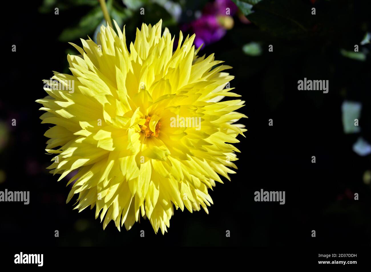 yellow colored blossom of a dahlia at sunshine Stock Photo