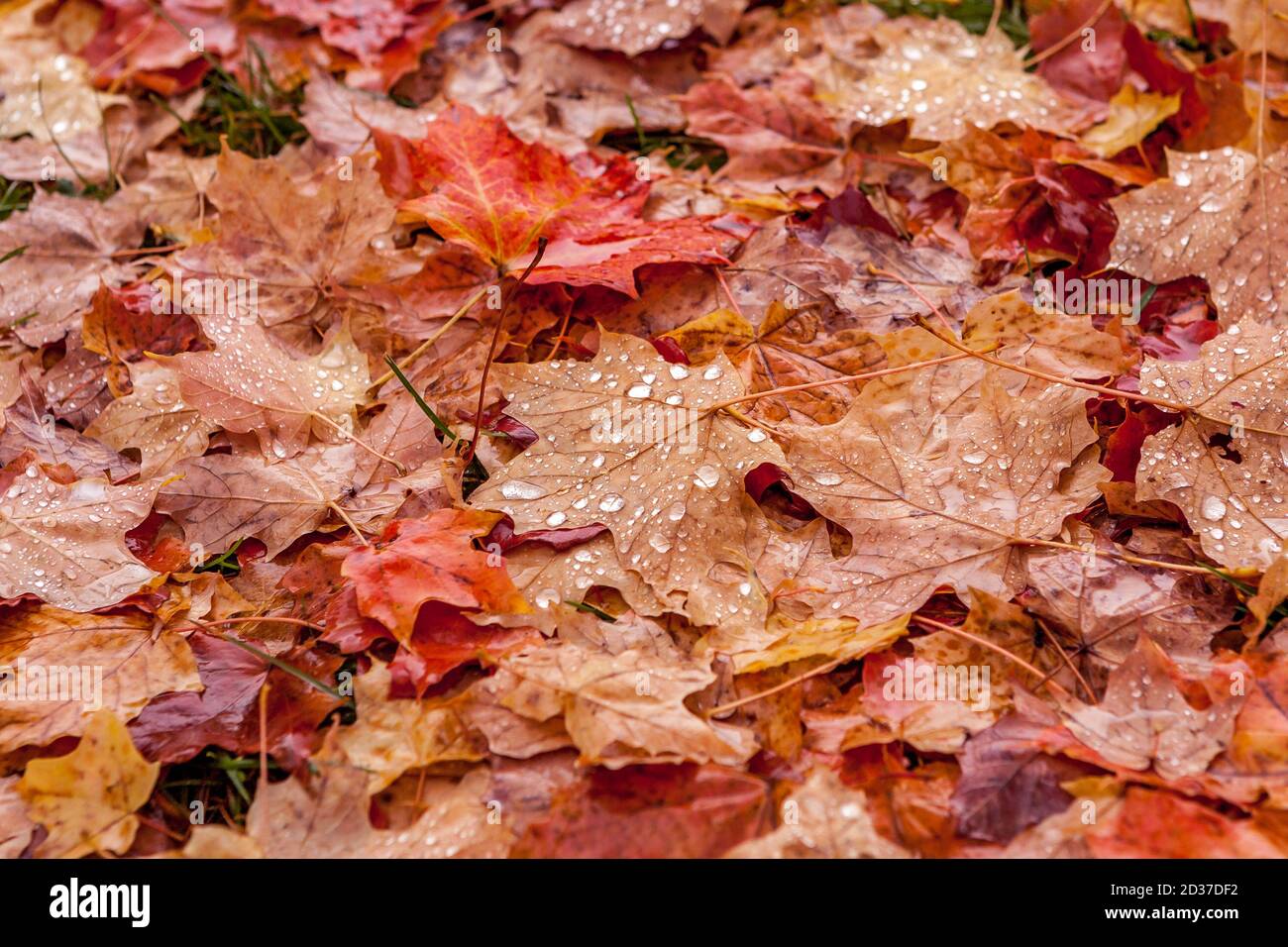 In the rain, the ground is covered with multicolored maple leaves in the fall Stock Photo