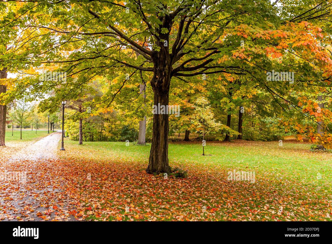 A beautiful maple tree resplendent with the colors of autumn overlooking a path. Stock Photo