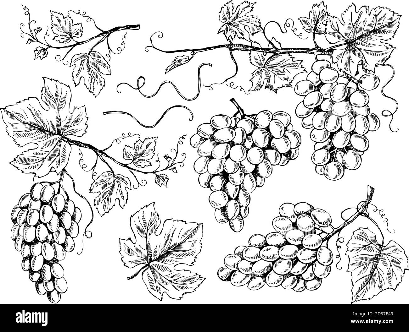 Grape sketch. Floral pictures wine grapes with leaves and tendrils