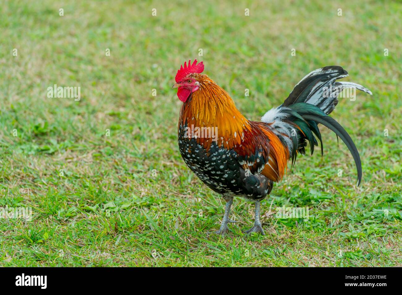 Feral chicken on Kauai Island, Hawaii, USA Stock Photo Alamy