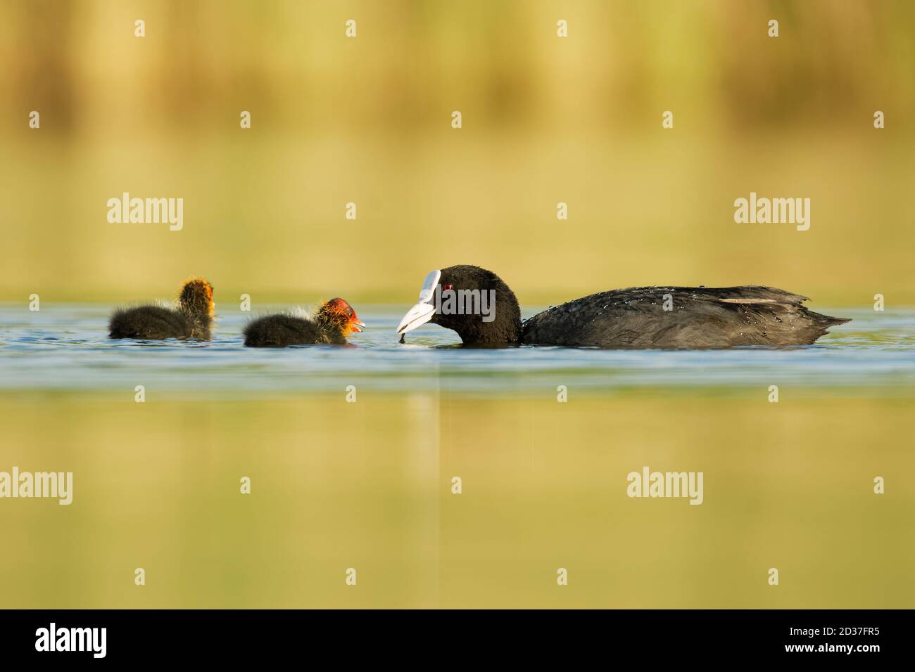 Eurasian coot (Fulica atra) with chicks youngster, called common coot, Australian coot, is a member of the rail and crake bird family Rallidae, found Stock Photo