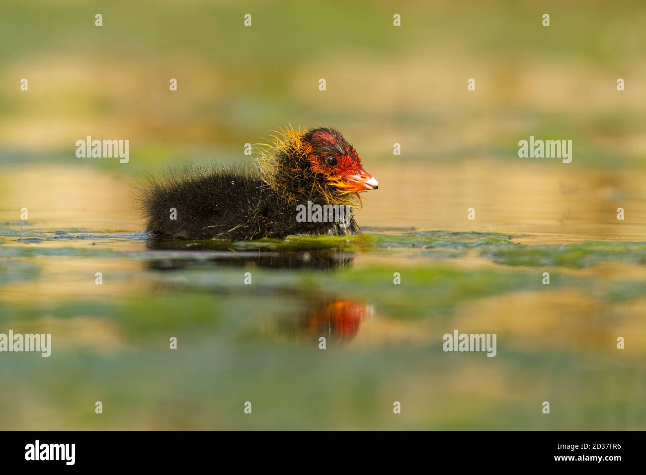 Eurasian coot (Fulica atra) with chicks youngster, called common coot, Australian coot, is a member of the rail and crake bird family Rallidae, found Stock Photo