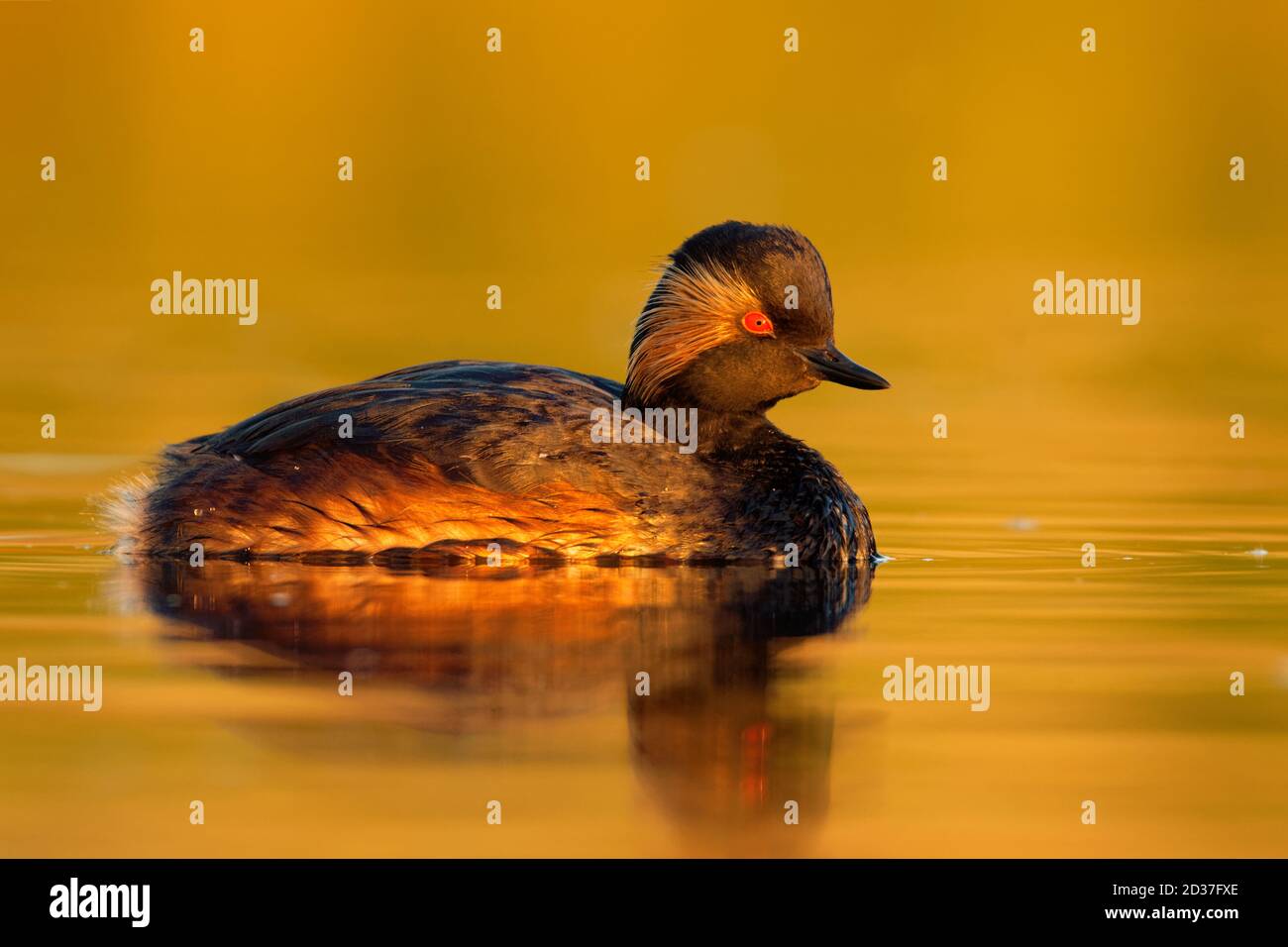 Eared Grebe - Podiceps nigricollis water bird swimming in the water in the red evening sunlight, member of the grebe family of water birds. Stock Photo