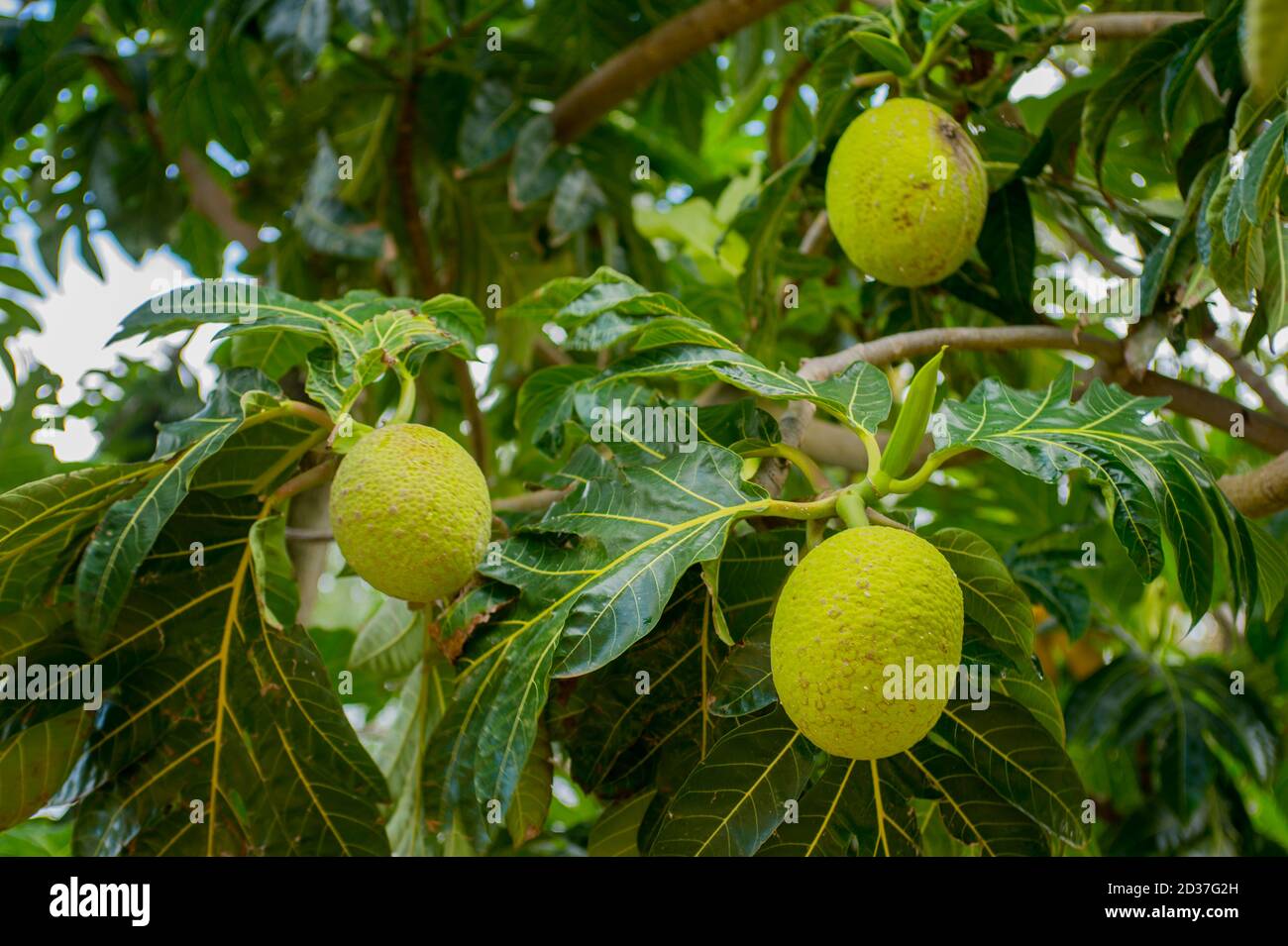 Island breadfruit hires stock photography and images Alamy