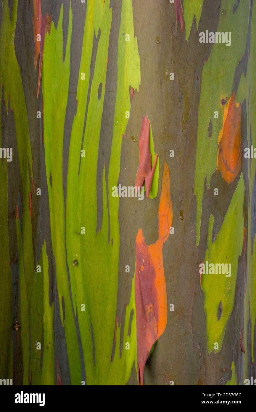 Rainbow Eucalyptus or Mindanao Gum tree on Kauai Island, Hawaii, USA ...