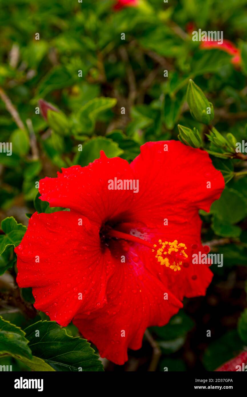 Kauai hibiscus hires stock photography and images Alamy