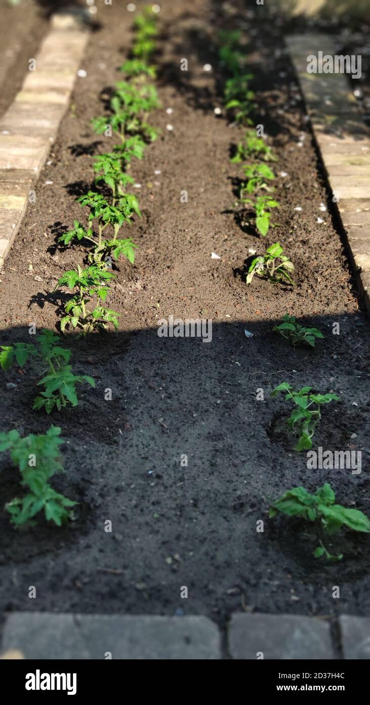 Green seedling of tomatoes growing out of soil in vegetable garden, green farm concept, selective focus Stock Photo