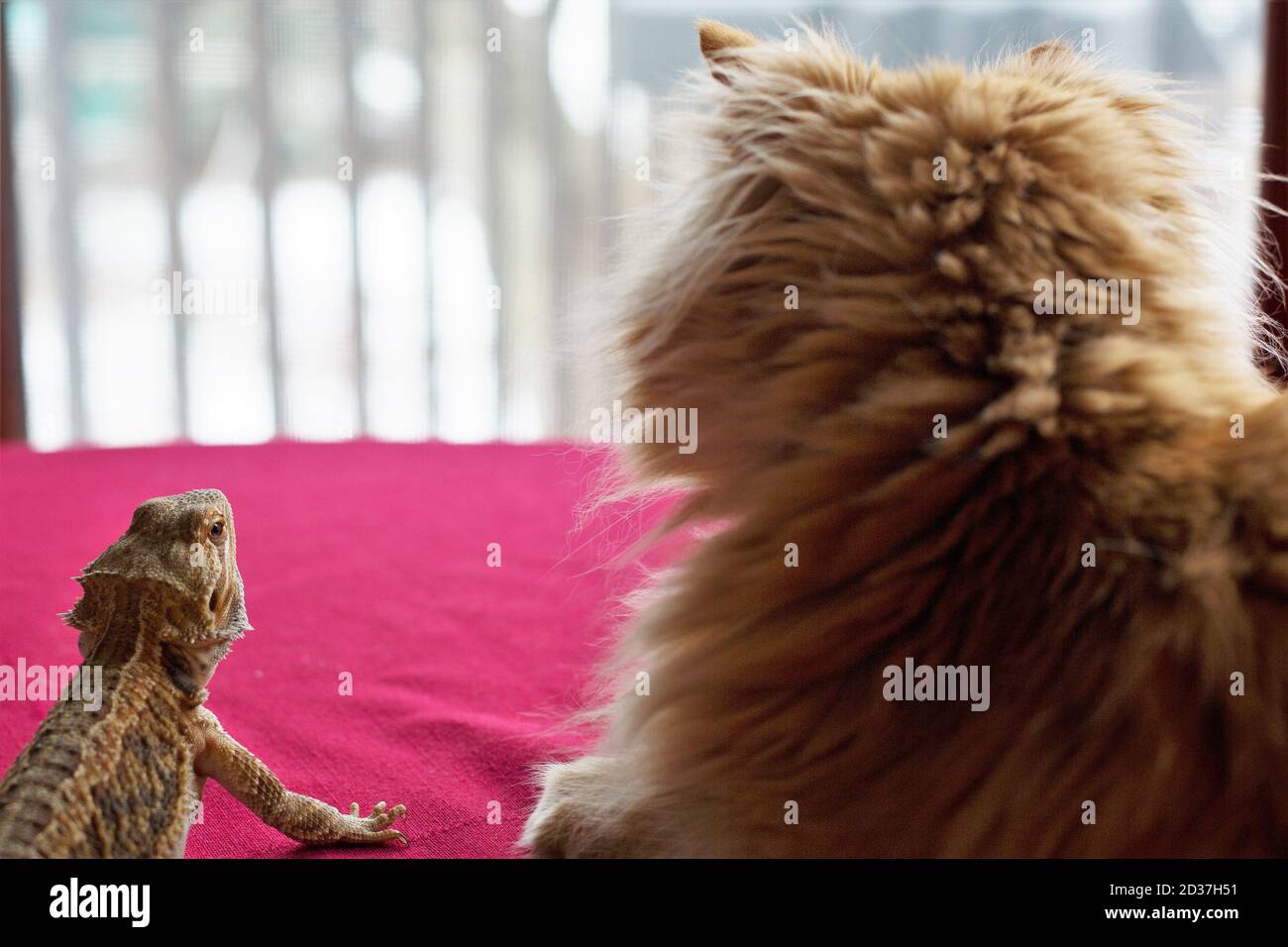 A cat and a bearded dragon sitting side by side and looking out a window. Stock Photo