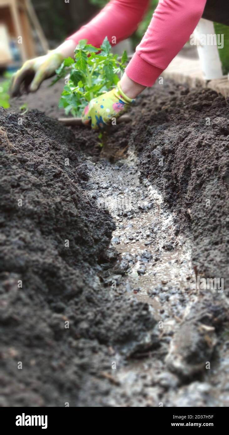 Female hands in gloves plant tomato seedlings in open soil in vegetable ...