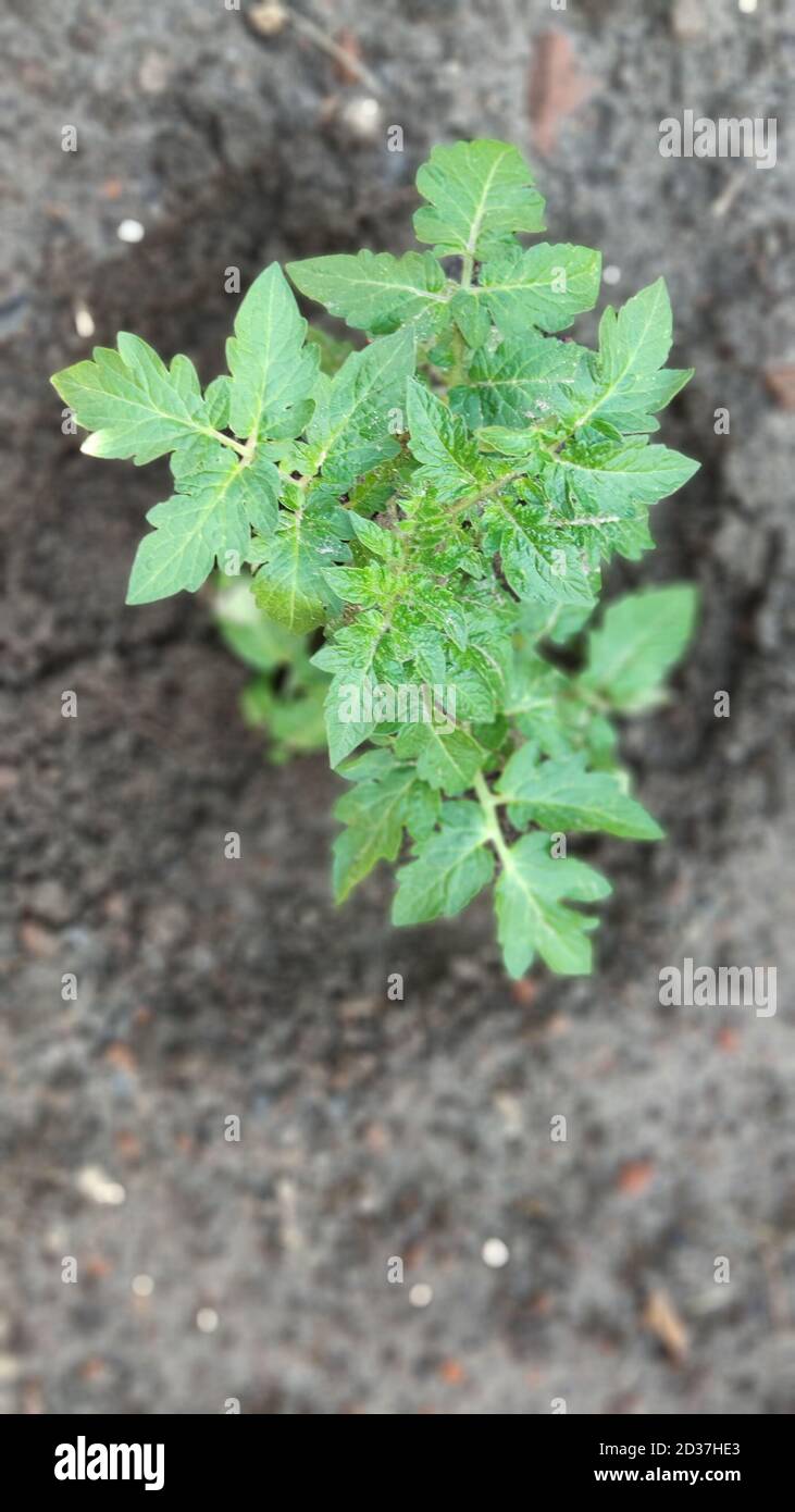 Green seedling of tomatoes growing out of soil in vegetable garden, green farm concept, selective focus Stock Photo