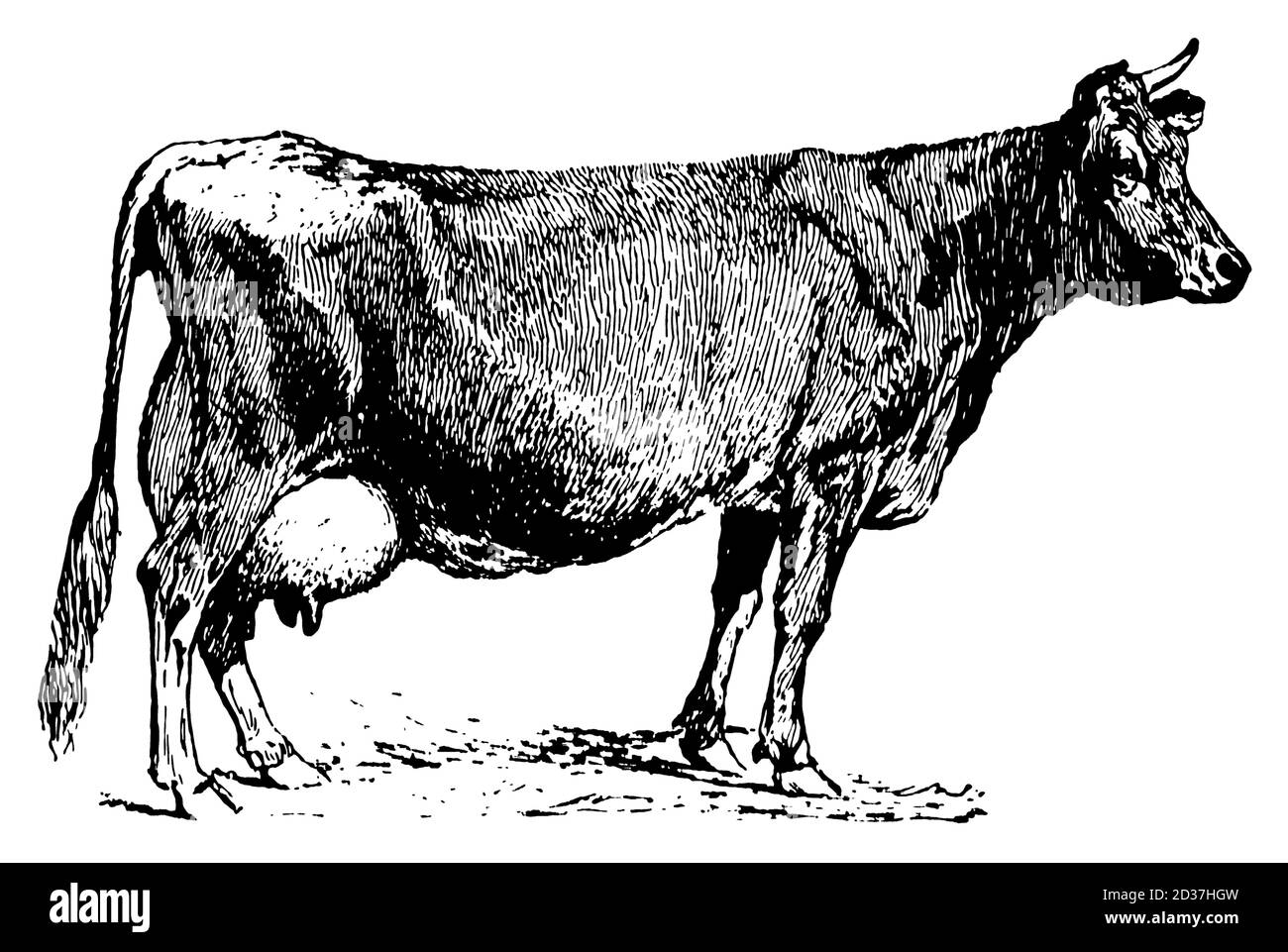 19th-century engraving of a Jersey cow (isolated on white). Published in Systematischer Bilder-Atlas zum Conversations-Lexikon, Ikonographische Encykl Stock Photo