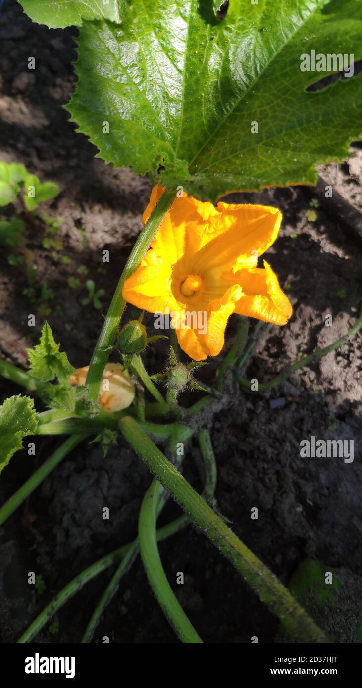Gardening background with zucchini plant in open ground, selective focus Stock Photo