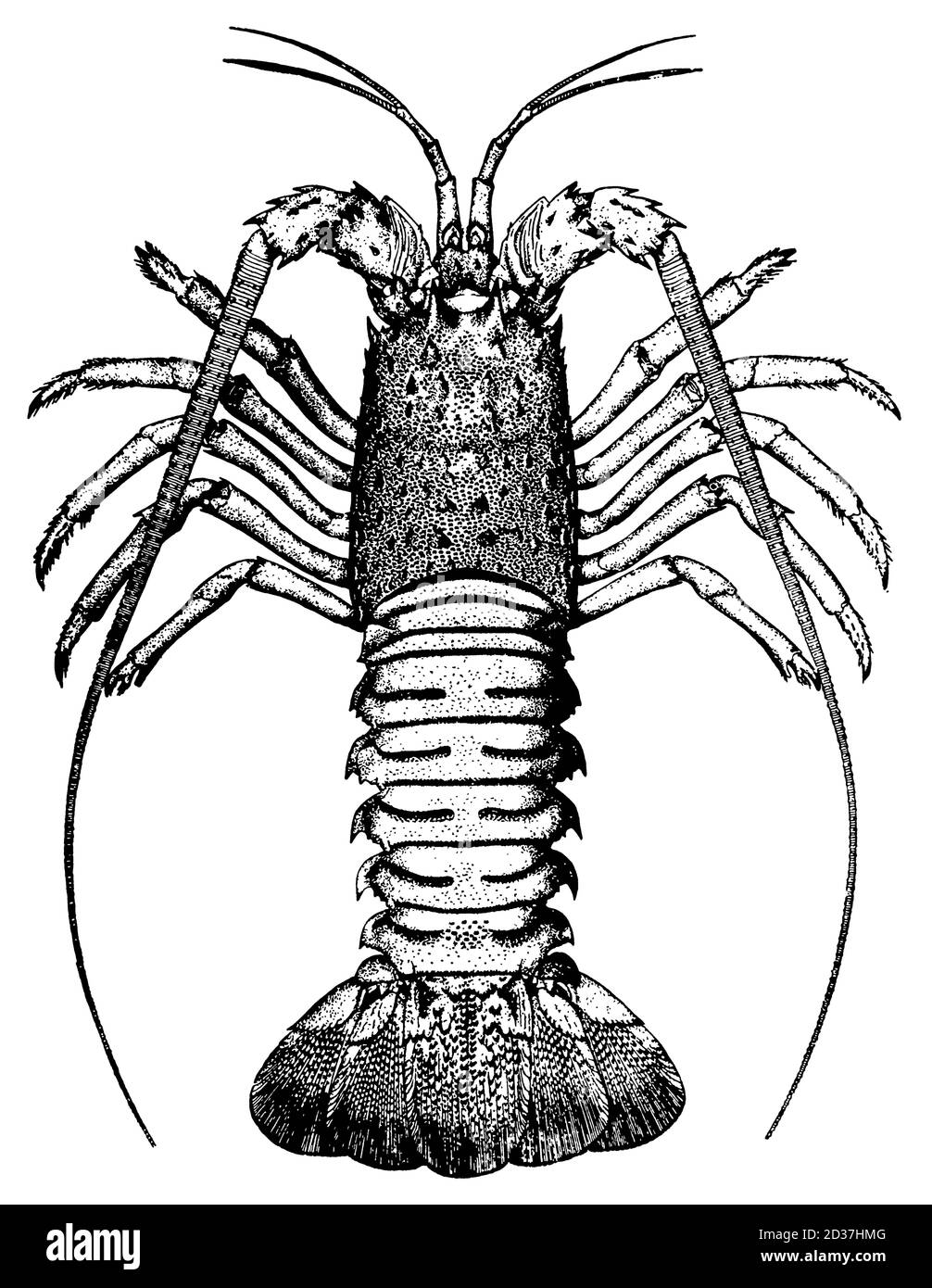19th-century illustration of a crawfish (isolated on white). Published in Systematischer Bilder-Atlas zum Conversations-Lexikon, Ikonographische Encyk Stock Photo