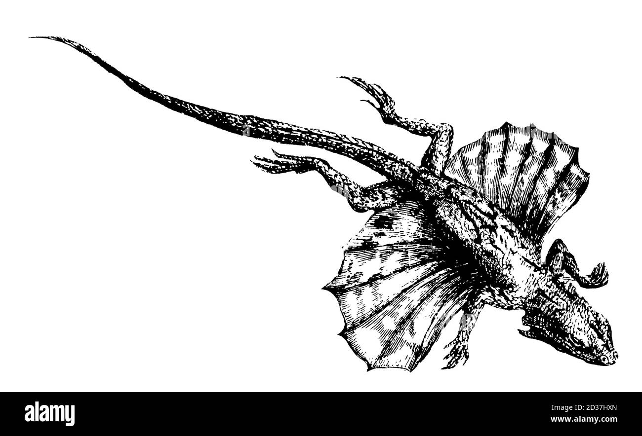 Antique 19th-century illustration of a flying lizard (isolated on white). Published in Systematischer Bilder-Atlas zum Conversations-Lexikon, Ikonogra Stock Photo