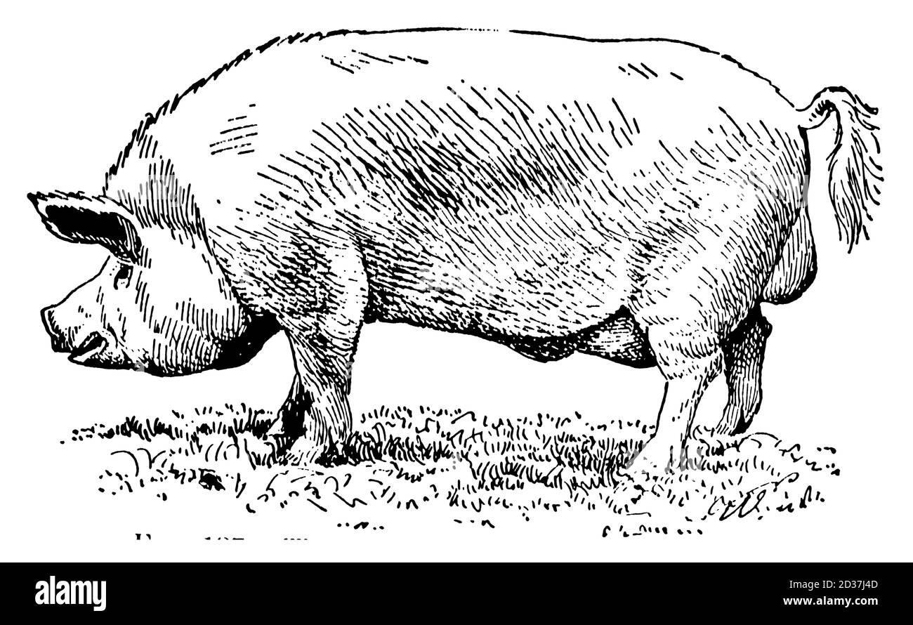 Antique illustration of a Yorkshire pig (isolated on white). Published in Systematischer Bilder-Atlas zum Conversations-Lexikon, Ikonographische Encyk Stock Photo