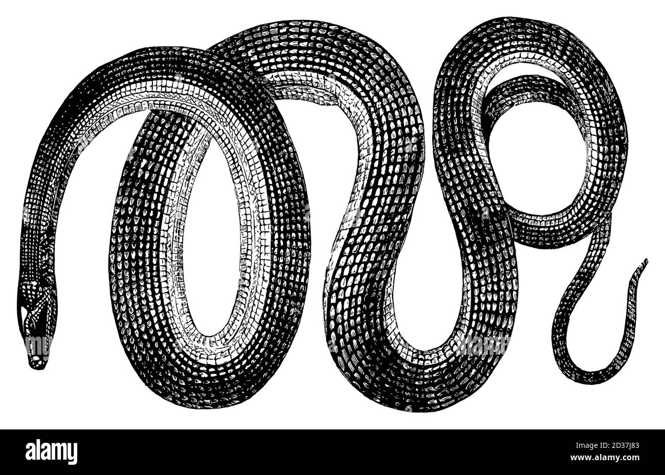 19th-century engraving of a glass snake (isolated on white). Published in Systematischer Bilder-Atlas zum Conversations-Lexikon, Ikonographische Encyk Stock Photo