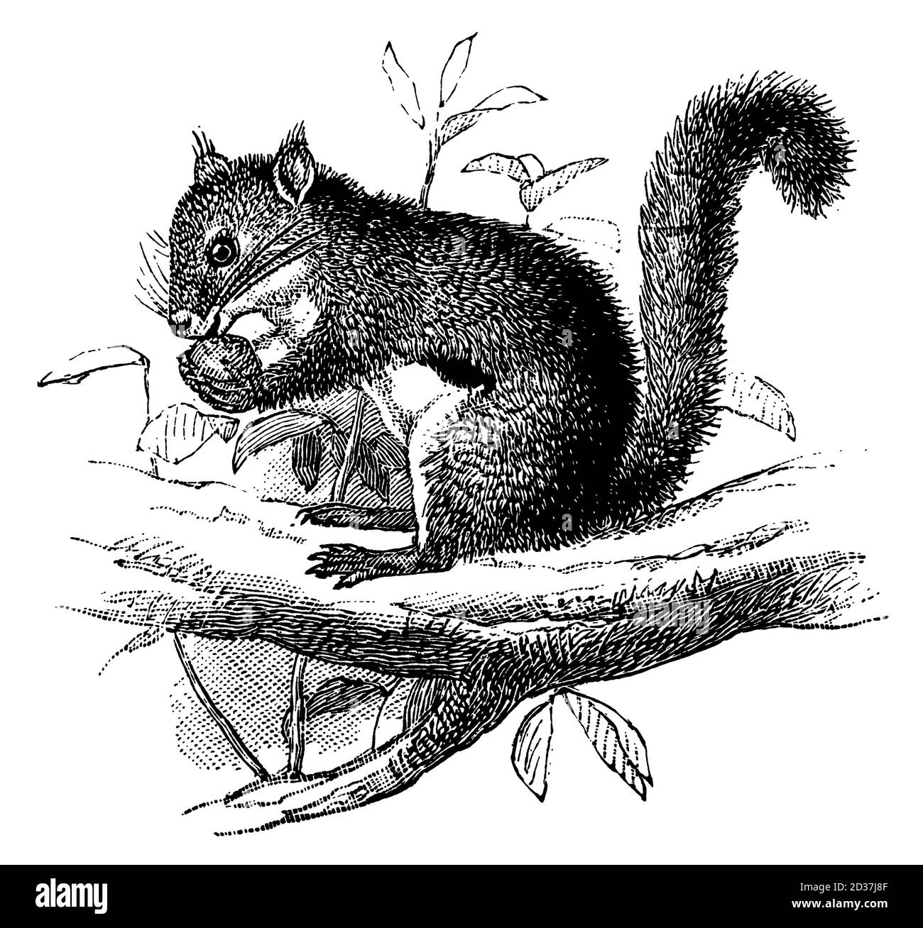 Vintage illustration of a squirrel (isolated on white). Published in Systematischer Bilder-Atlas zum Conversations-Lexikon, Ikonographische Encyklopae Stock Photo