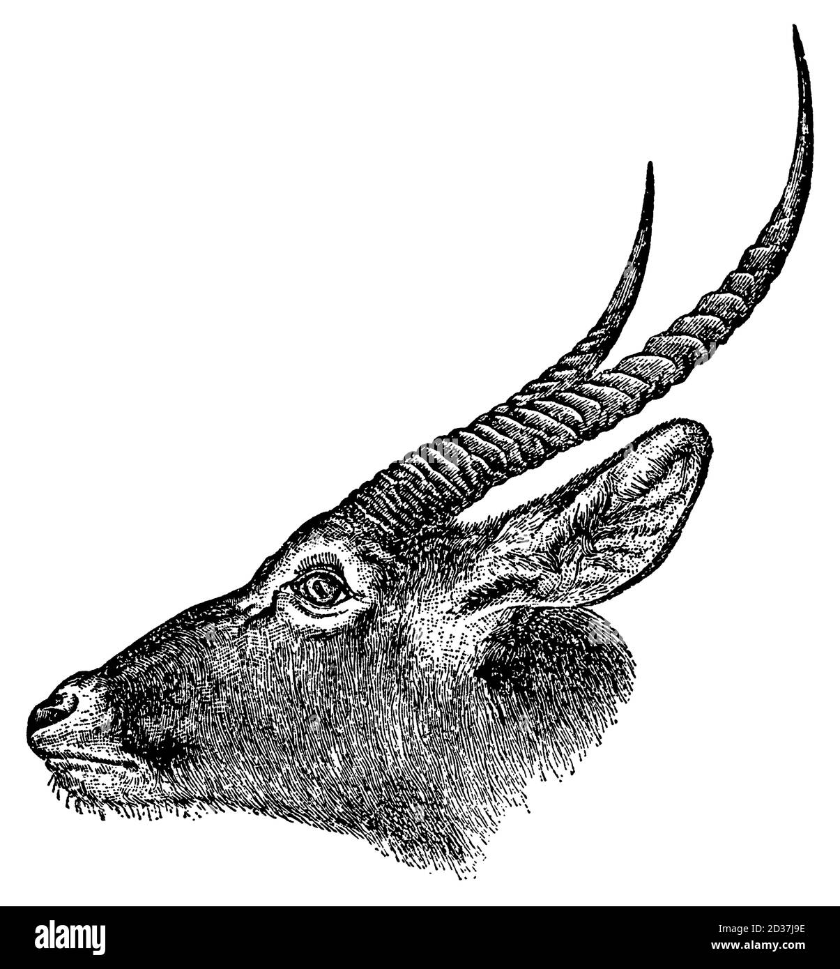 Classic engraving of a goat' head (isolated on white). Published in Systematischer Bilder-Atlas zum Conversations-Lexikon, Ikonographische Encyklopaed Stock Photo