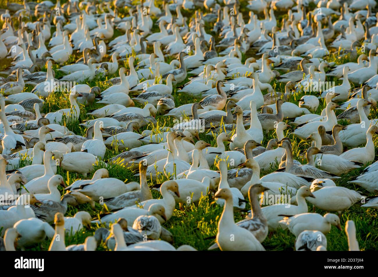 Snow Geese (Chen caerulescens) feeding in field in the Skagit Valley in