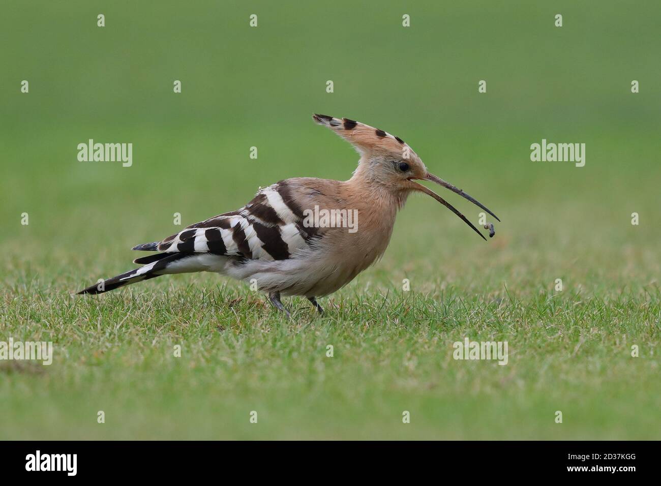 Feeding Hoopoe on the cricket pitch at Collingham Stock Photo