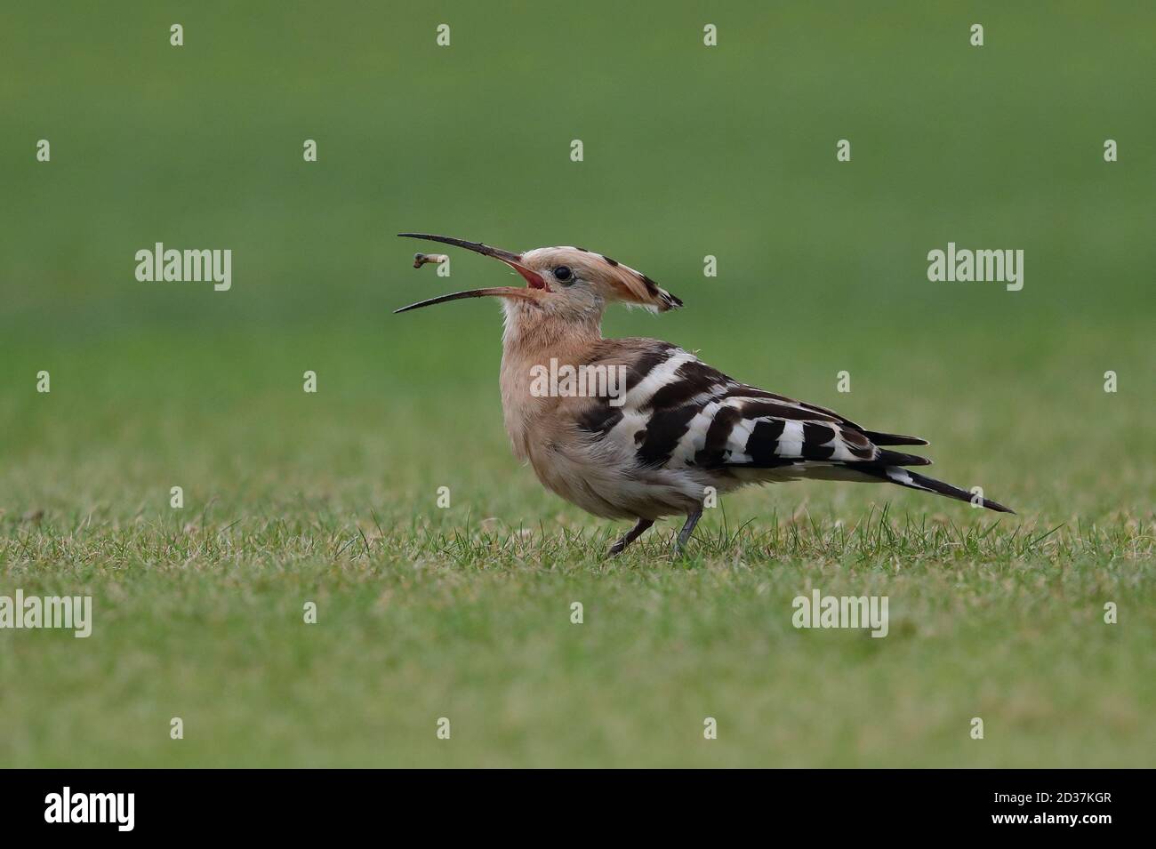 Feeding Hoopoe on the cricket pitch at Collingham Stock Photo