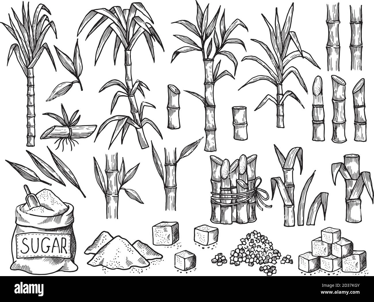 Sugar plant. Agriculture production of sugarcane plantation vector hand drawn collection Stock Vector