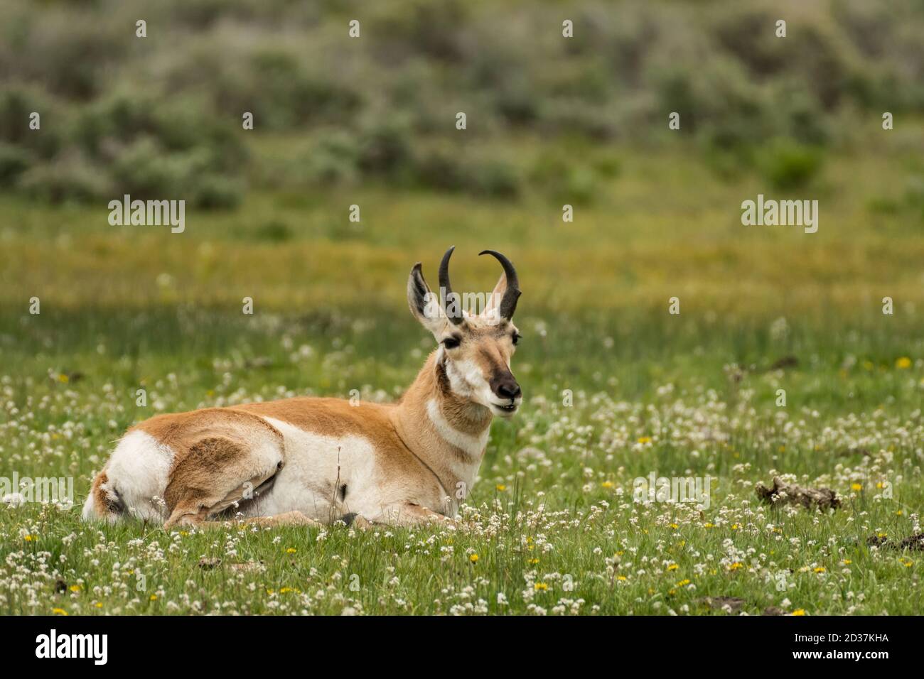 Closeup of a Pronghorn lying in a field covered in greenery in the Yellowstone National Park, the US Stock Photo