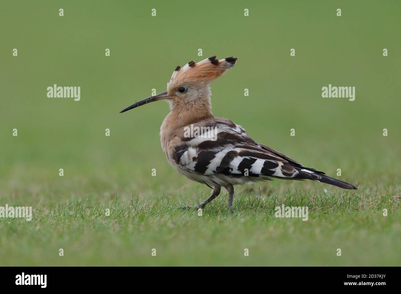 Feeding Hoopoe on the cricket pitch at Collingham Stock Photo Alamy