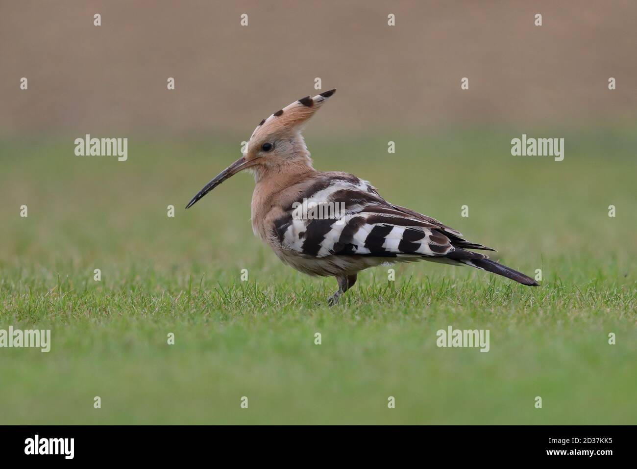 Feeding Hoopoe on the cricket pitch at Collingham Stock Photo Alamy