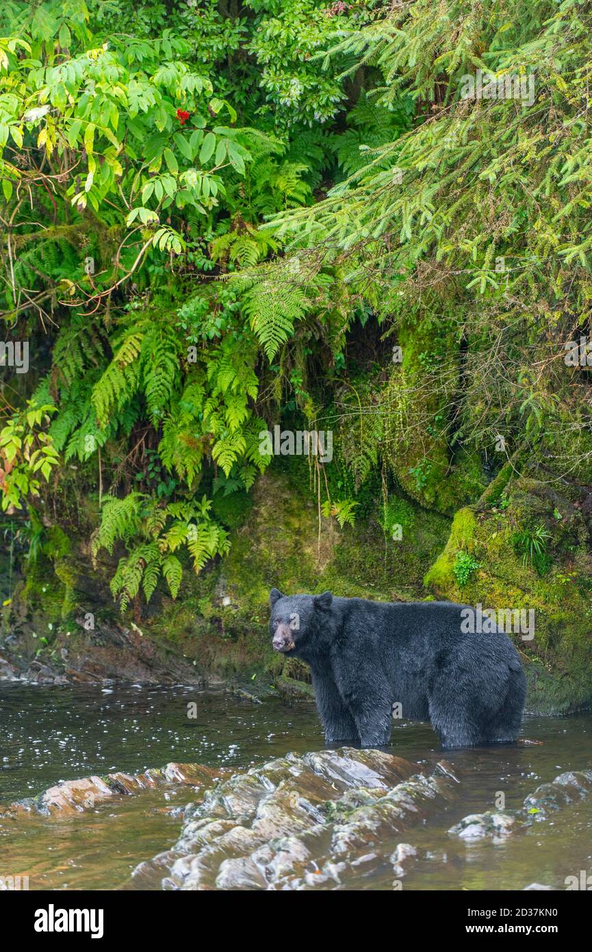 American black bear (Ursus americanus) looking for salmon at creek at