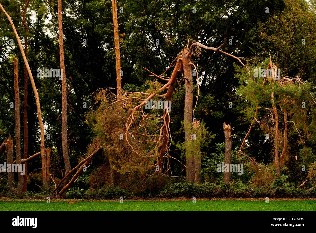 Trees broken by the wind Stock Photo
