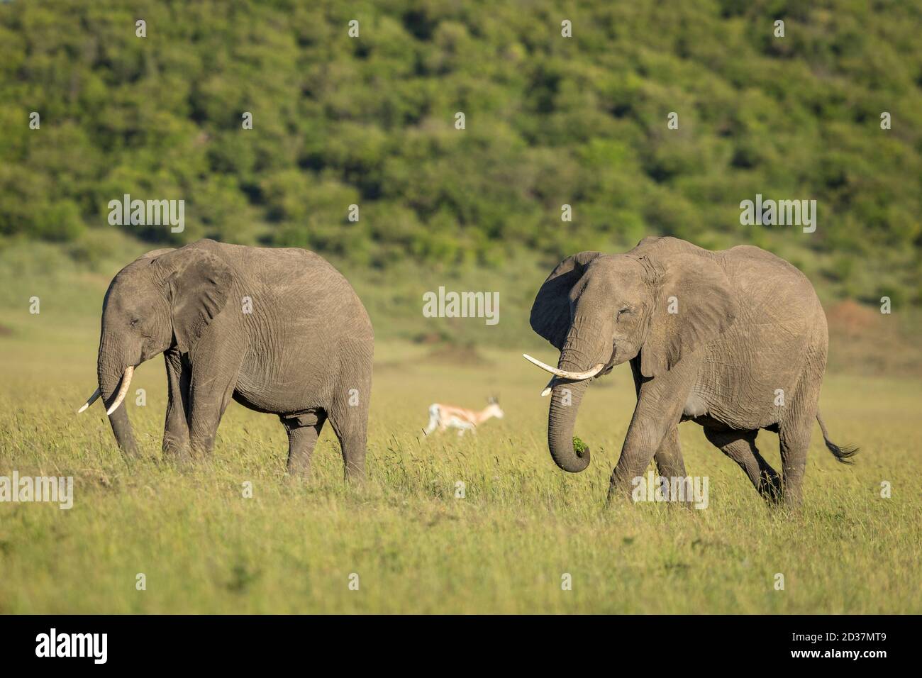 Two elephants grazing in the plains of Okavango Delta in Botswana Stock Photo