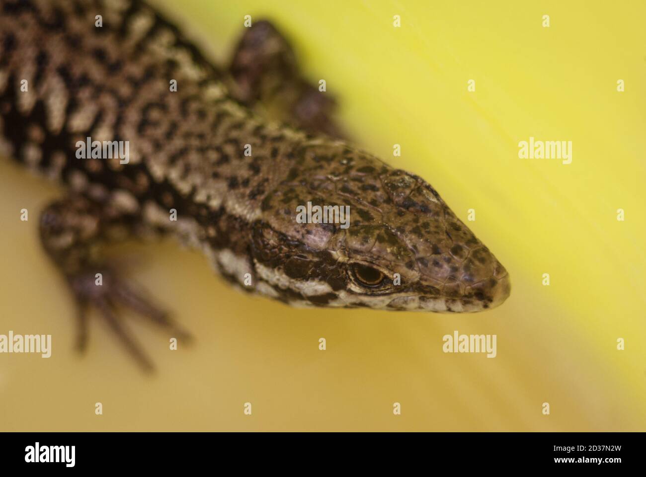 amazing lizard body head dotted colorful patern Stock Photo