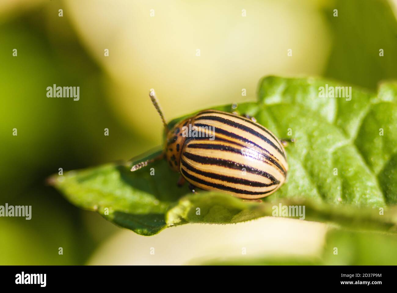 Potato beetle bug eating potato leaf at garden harvesting season Stock Photo