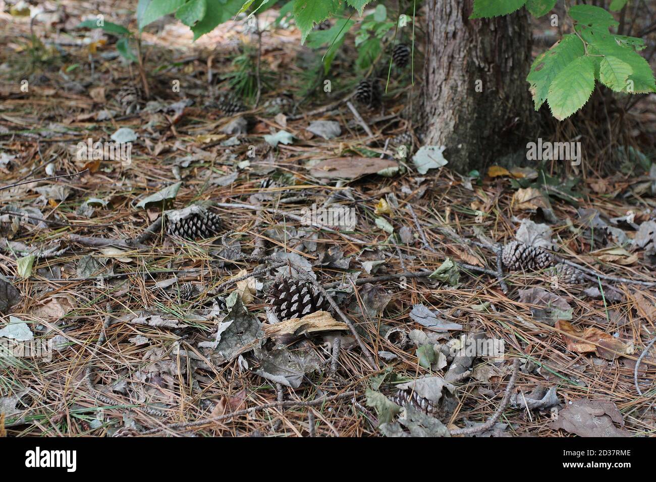 Forest floor covered in pine hi-res stock photography and images - Alamy