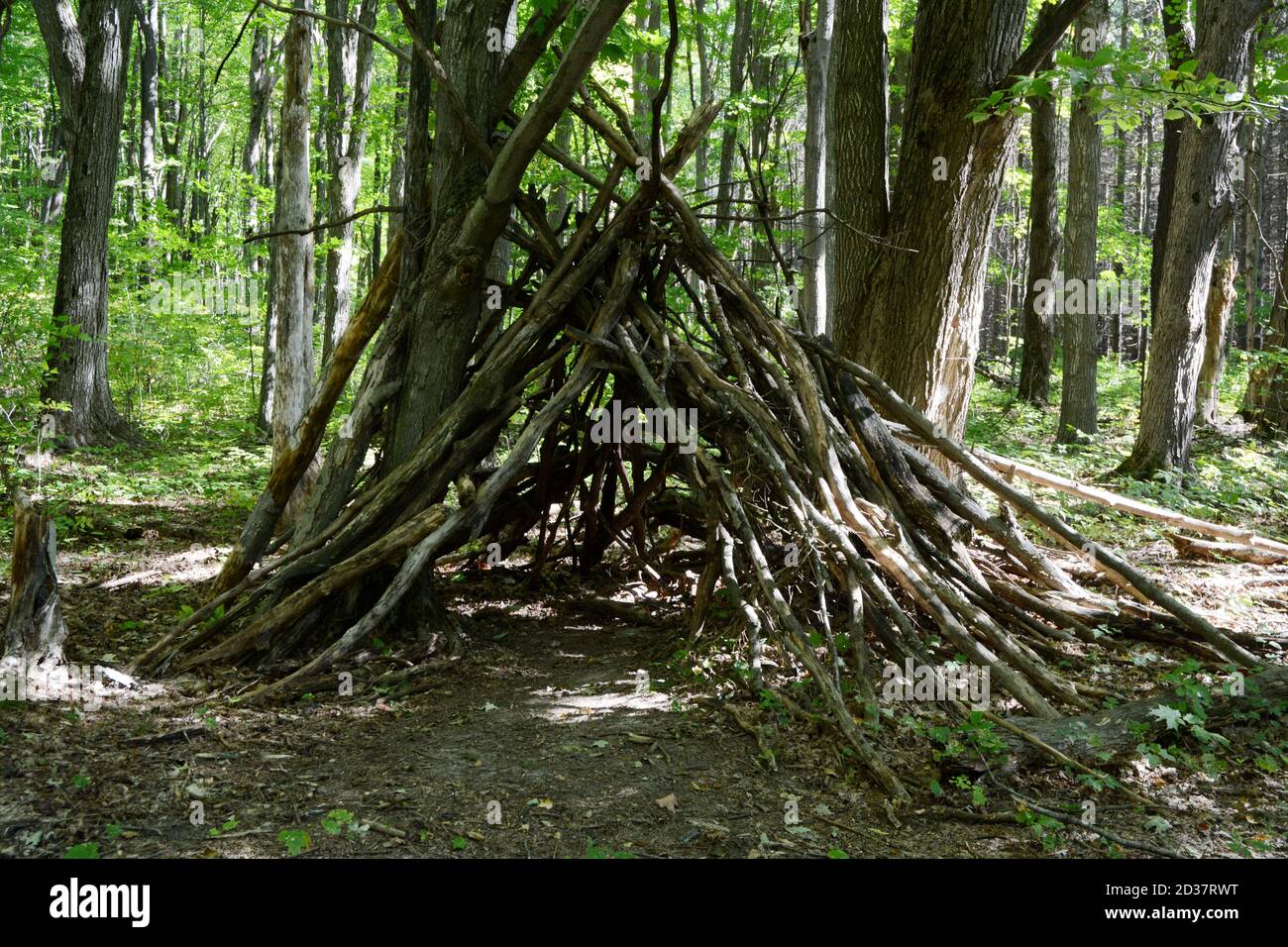 A makeshift wooden teepee (or tipi) made of tree branches in the forest in Algonquin Provincial Park, Ontario, Canada. Stock Photo