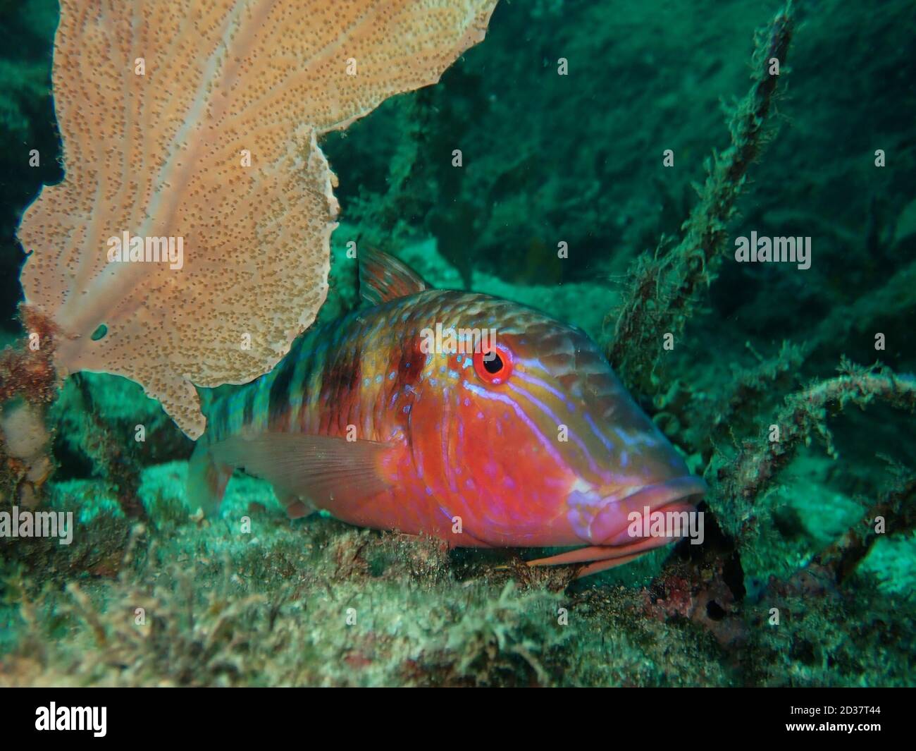 Brightly coloured tropical fish resting in the corals Stock Photo