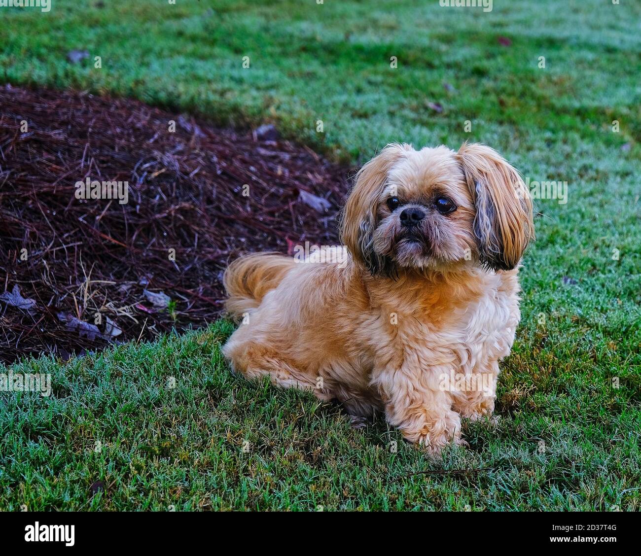 Shih Tzu in Grass Stock Photo